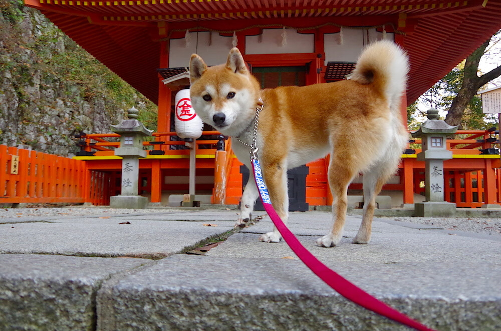 2025年电竞战队排名更新，TOP10强队全新出炉，十大电竞战队