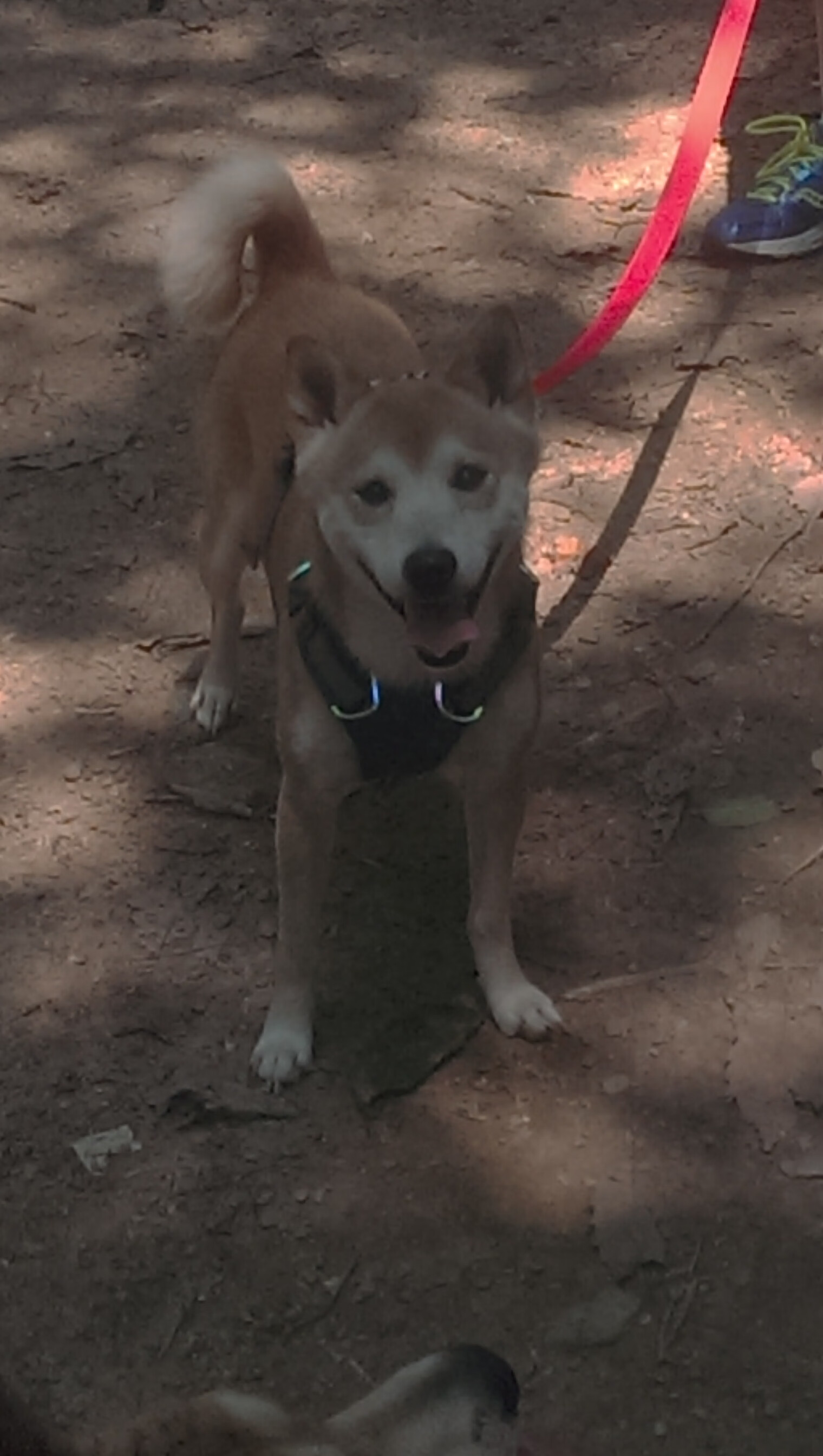 _城市绿道马拉松:环保与健康新生活_,城市马拉松的利弊