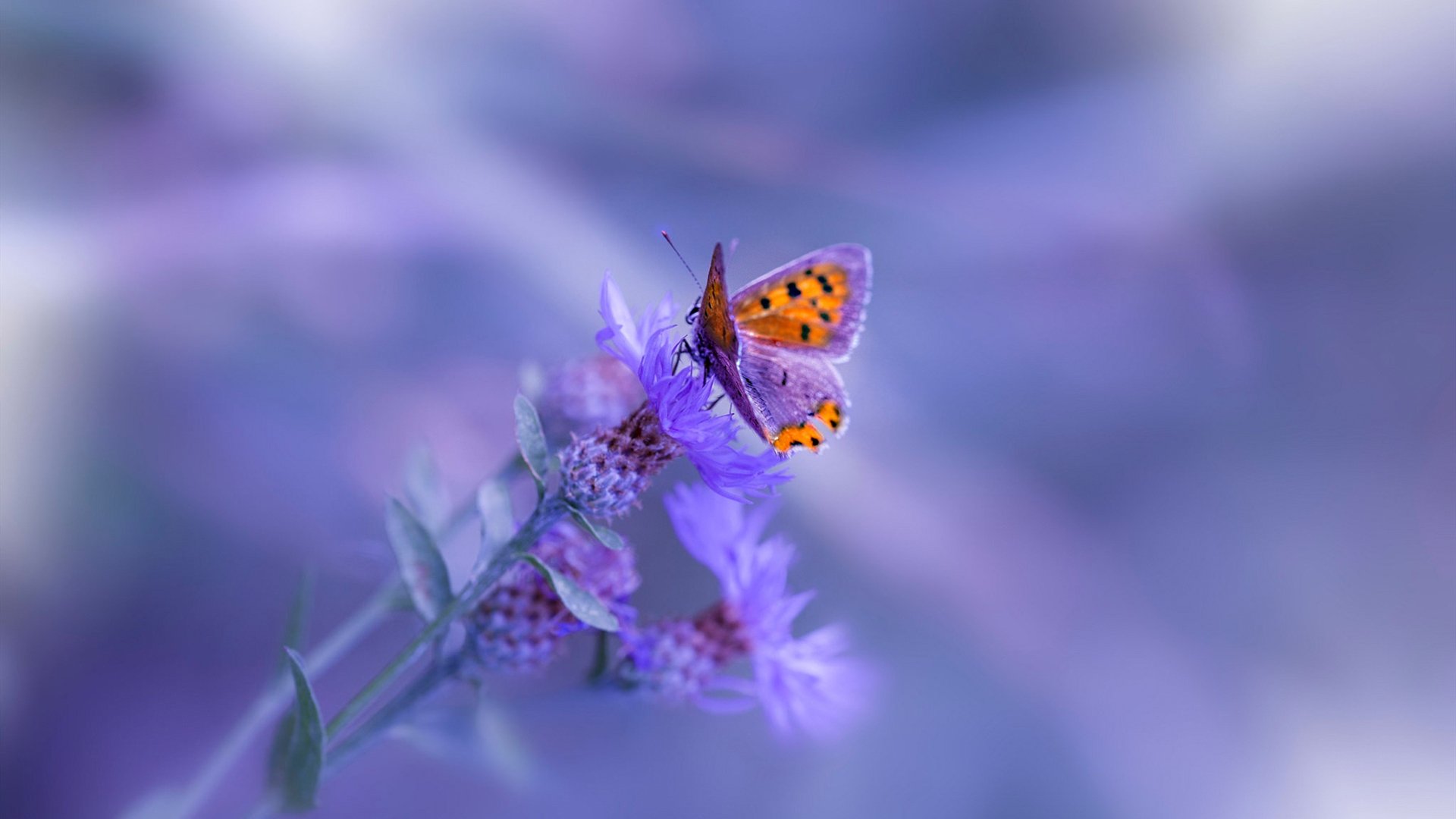 “战术大碰撞：教练如何调兵遣将扭转乾坤？”，教练战术板下载