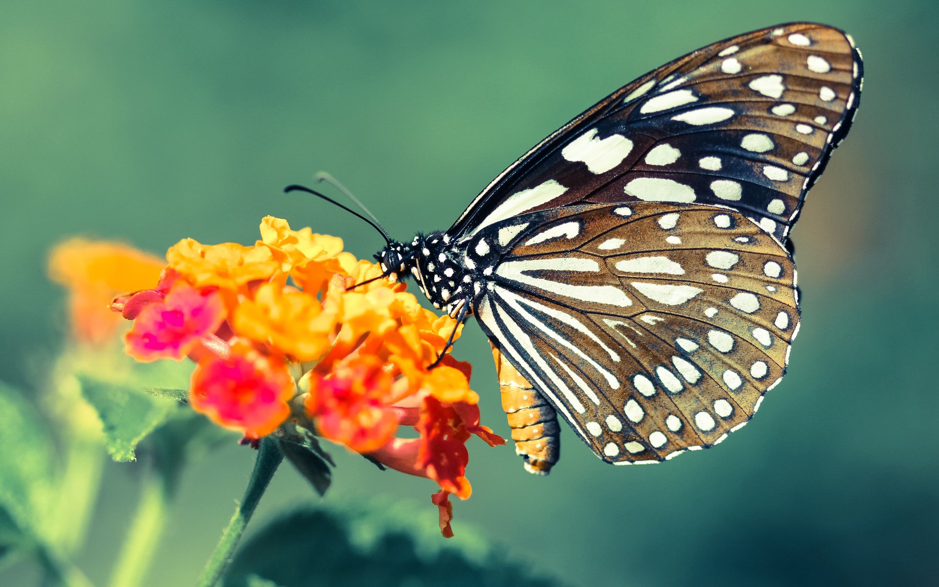 “青少年足球联赛创新赛制，比赛更公平更精彩”，青少年足球大赛