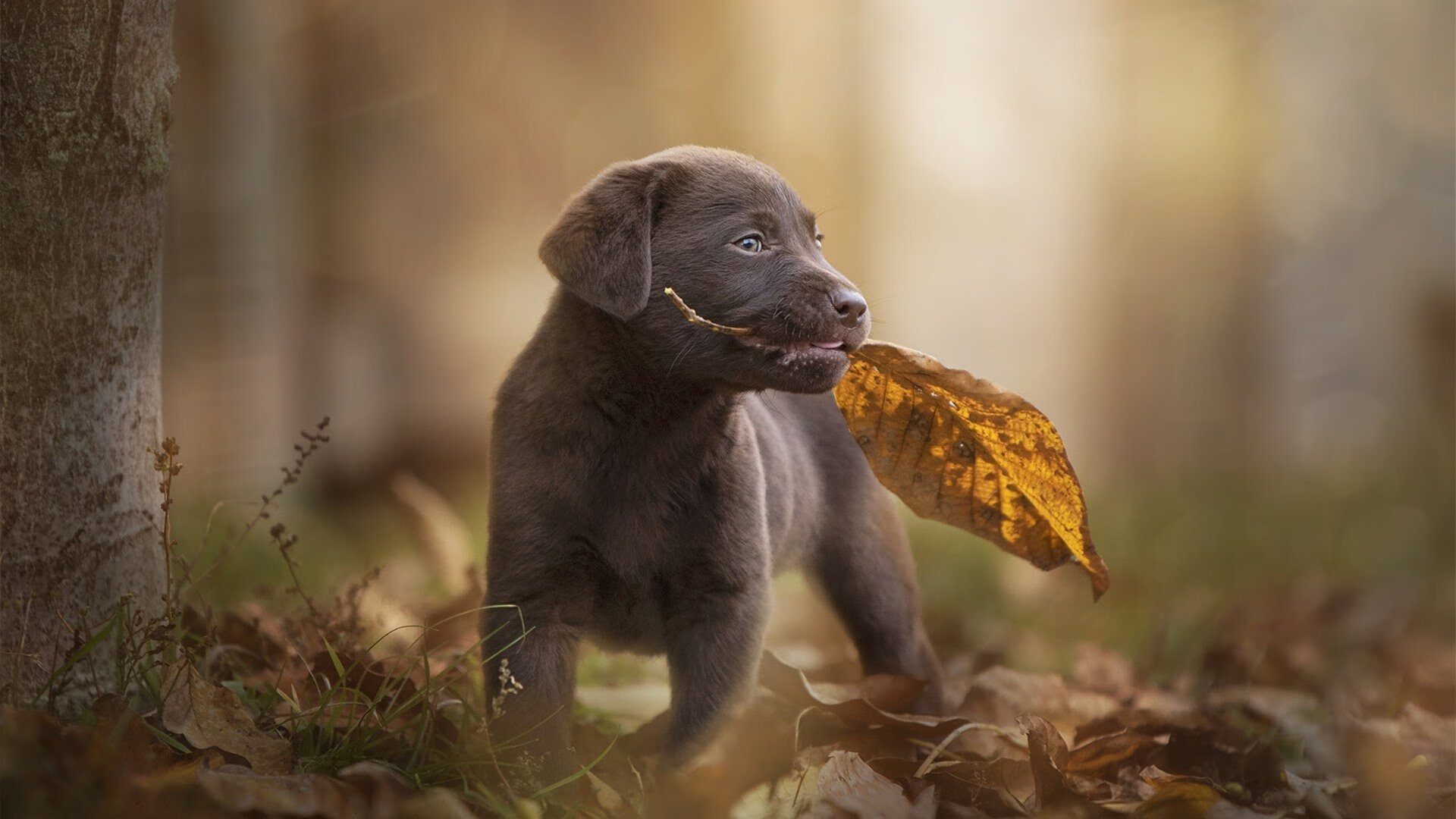 【AI预测对手战术】提前布局制胜,科技让比赛更“聪明”,ai预测未来