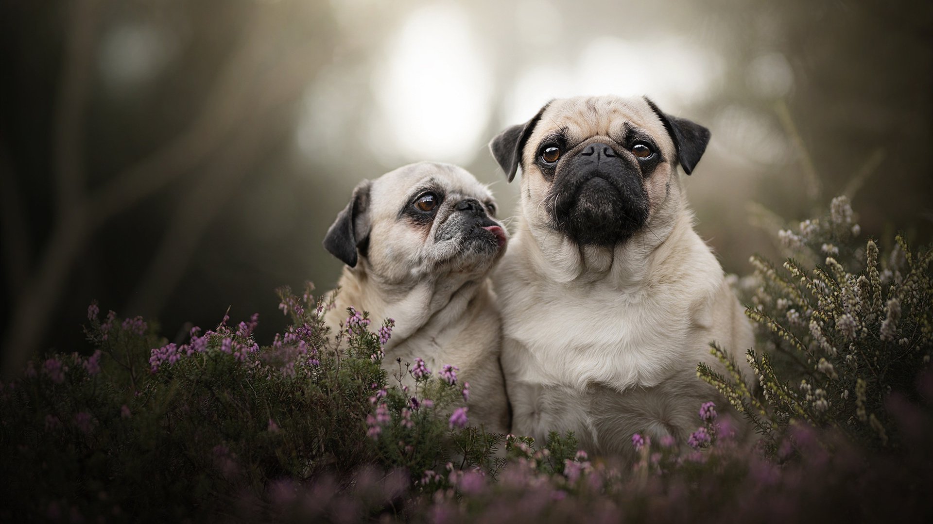 传奇教练的“秘技”——战术思维让球队如虎添翼，传奇足球教练