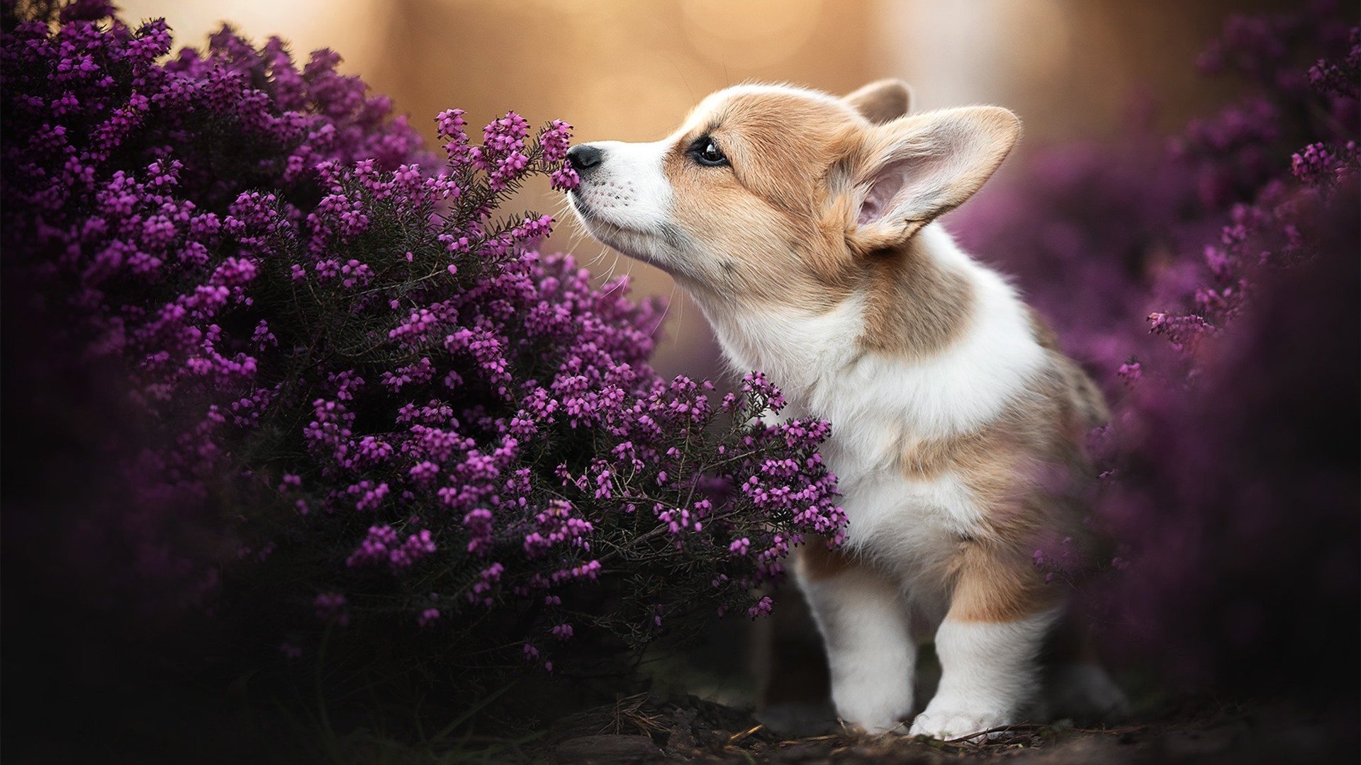 深圳新鹏城年轻球员闪耀全场，深圳鹏城足球队名单