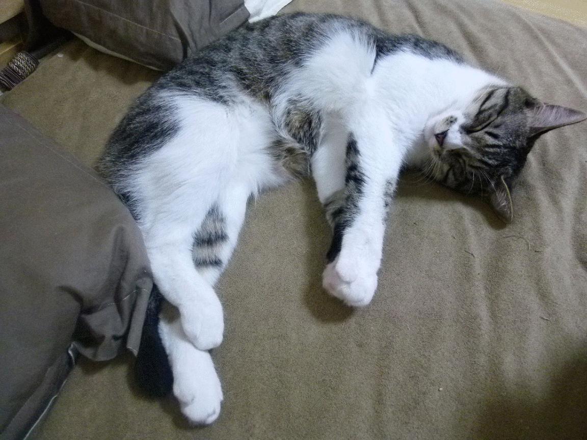 赛季亮点回顾：令人难忘的比赛瞬间，比赛季节