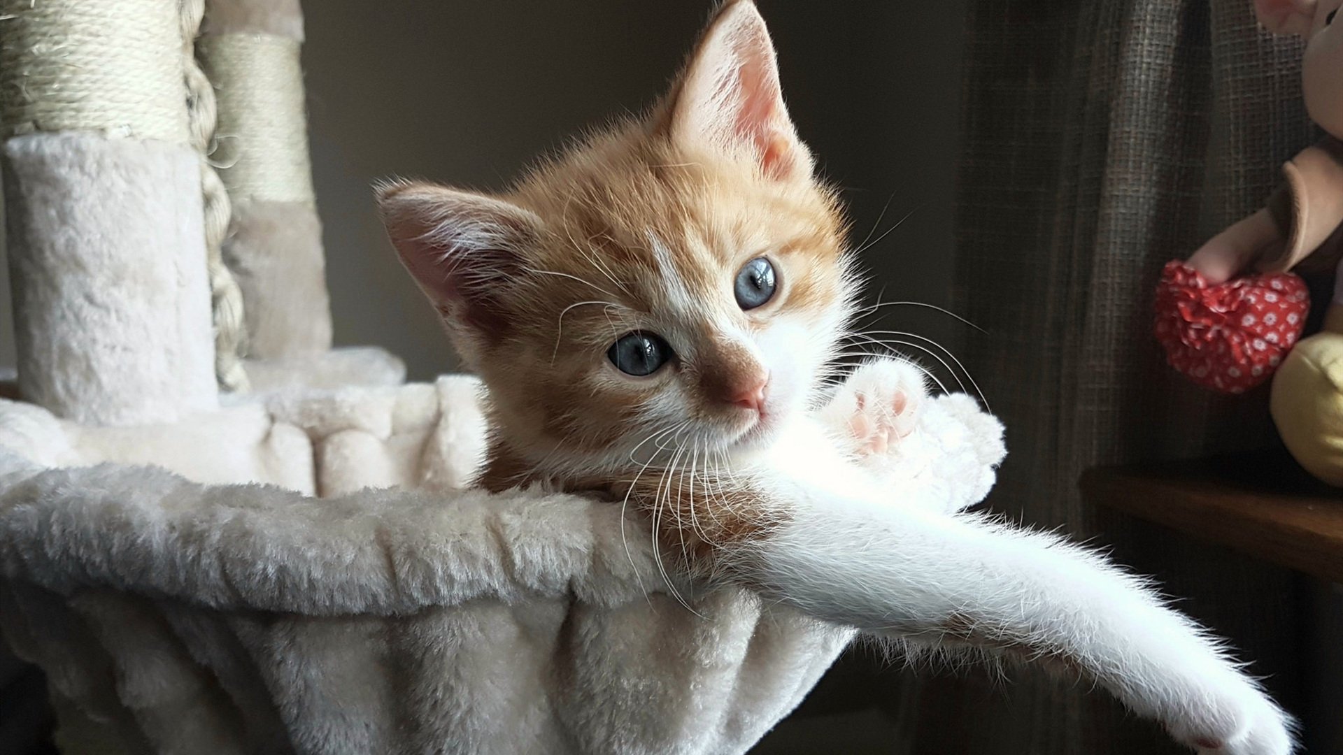 C9晋级LCS季后赛,c9比赛结果