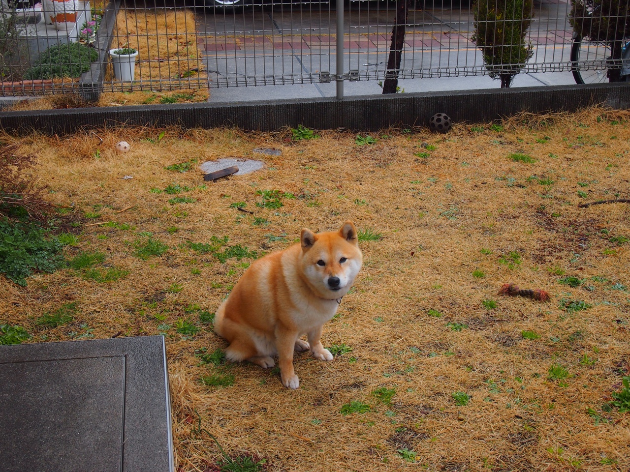 比利时骑手吉尔·托马斯在2024年国际马术联合会障碍赛世界巡回赛中获得个人第六名,表现出色。