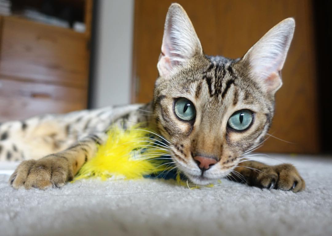 腾讯电竞赛事推动电竞产业链协同发展,腾讯电竞发展史