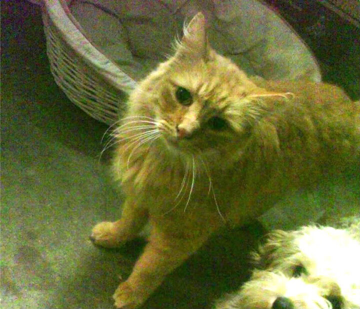 腾讯电竞赛事推动行业规范化,腾讯哪六大电竞职业联赛