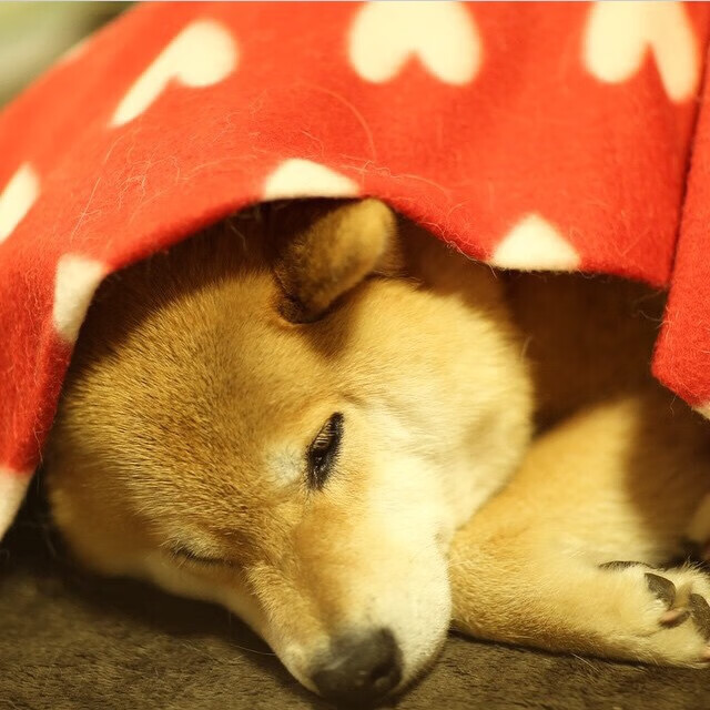 法甲精彩对决:巴黎圣日耳曼连续赢得两场关键比赛,巴黎圣日耳曼法甲比分