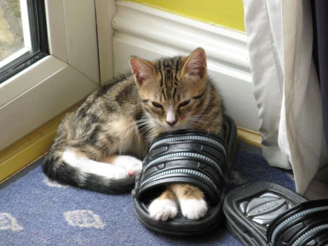 北京鸭加强突破能力打破对方严密防守，北京鸭怎么吃法