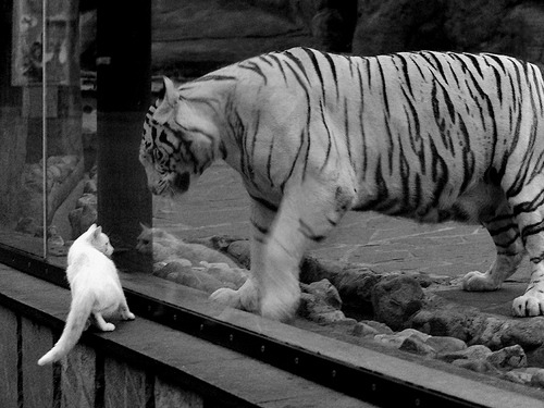 图赫尔战术调整奏效，助切尔西夺冠，图赫尔在切尔西战绩