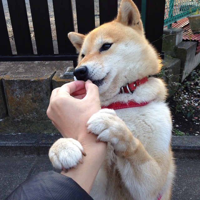 沃尔夫斯堡构建有效拦截体系掌控中场，沃尔夫斯堡主力