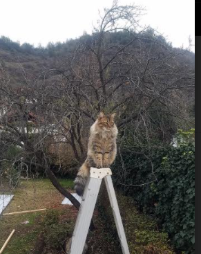 美国队未来规划：如何借助国际赛事经验加速自身发展，科学家预测美国队几年后会削弱