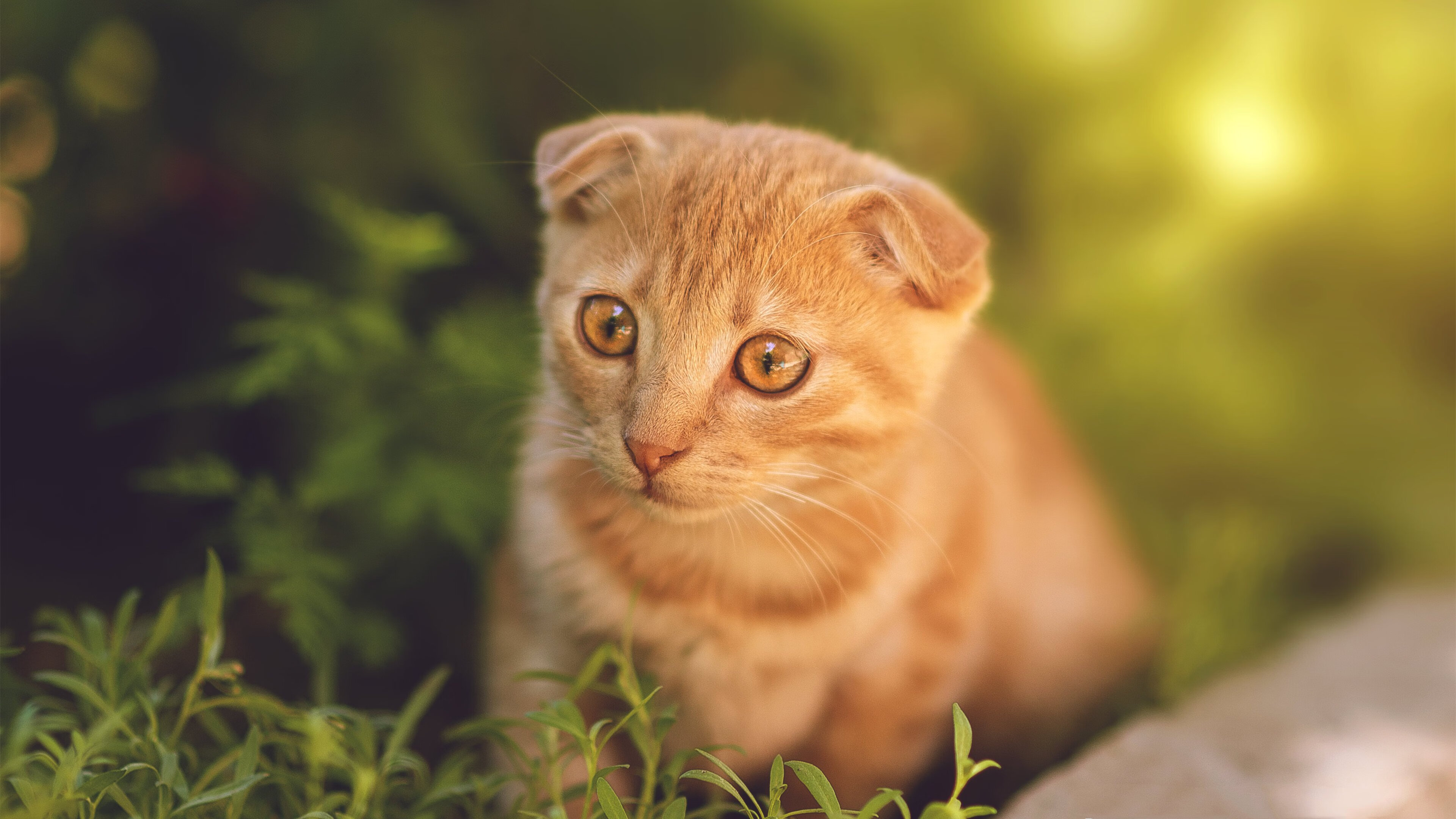 库里现场教学三分技巧引爆掌声,库里的技巧