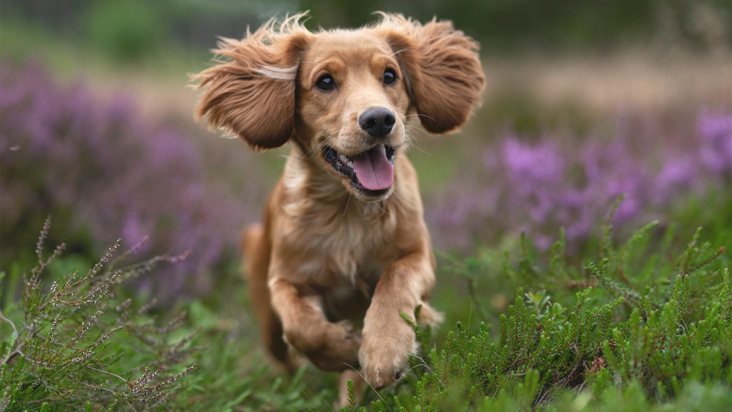 德甲攻防鏖战:攻不破的后防线瞬间崩溃,德甲打法特点