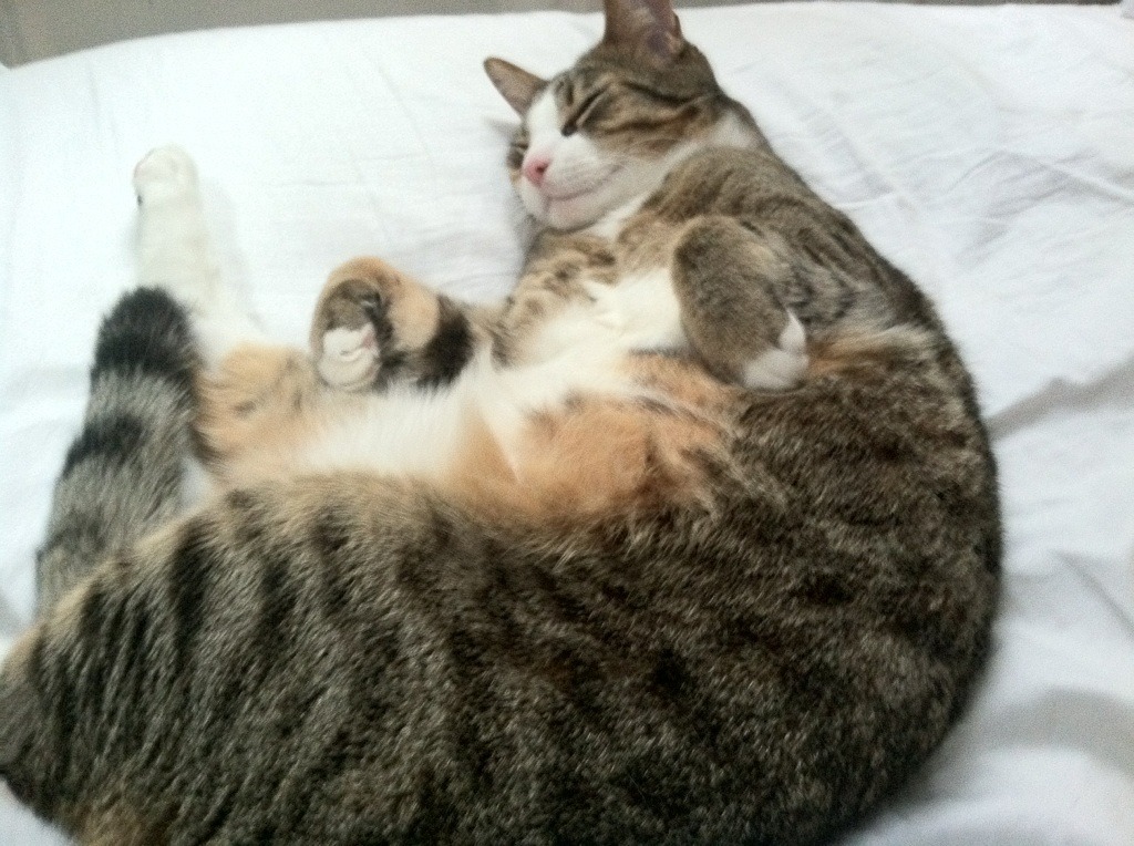 德甲赛场盛宴：攻防转换间的精彩佳作，德甲防守最好的球队