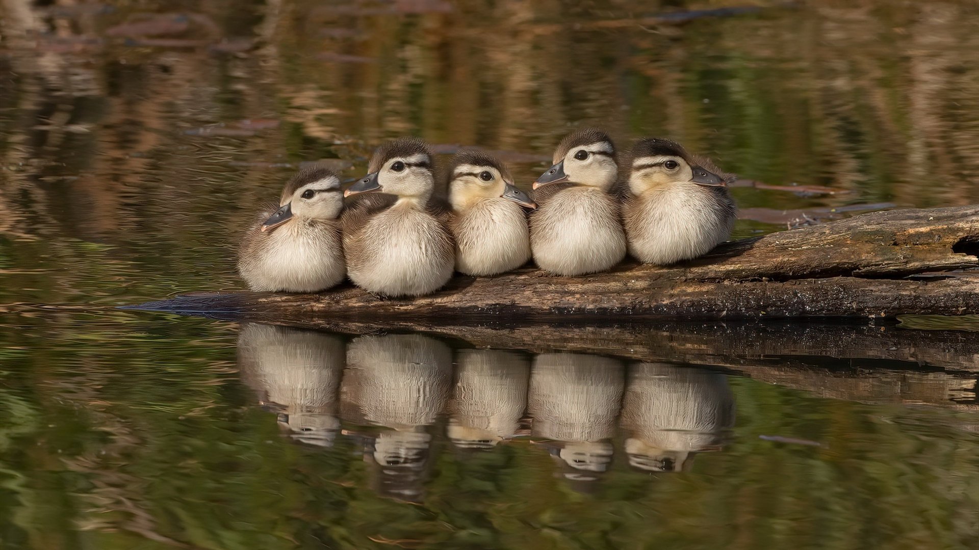 意甲快攻突击:瞬间突破,得分惊人!,意甲高能7秒