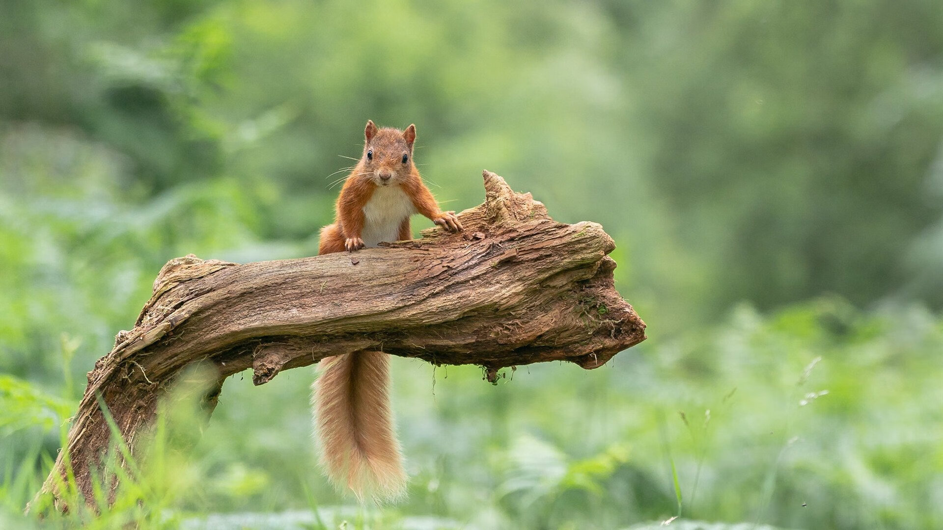 格鲁吉亚女篮在欧洲锦标赛中表现杰出,期待奥运舞台胜利,格鲁吉欧女王vs